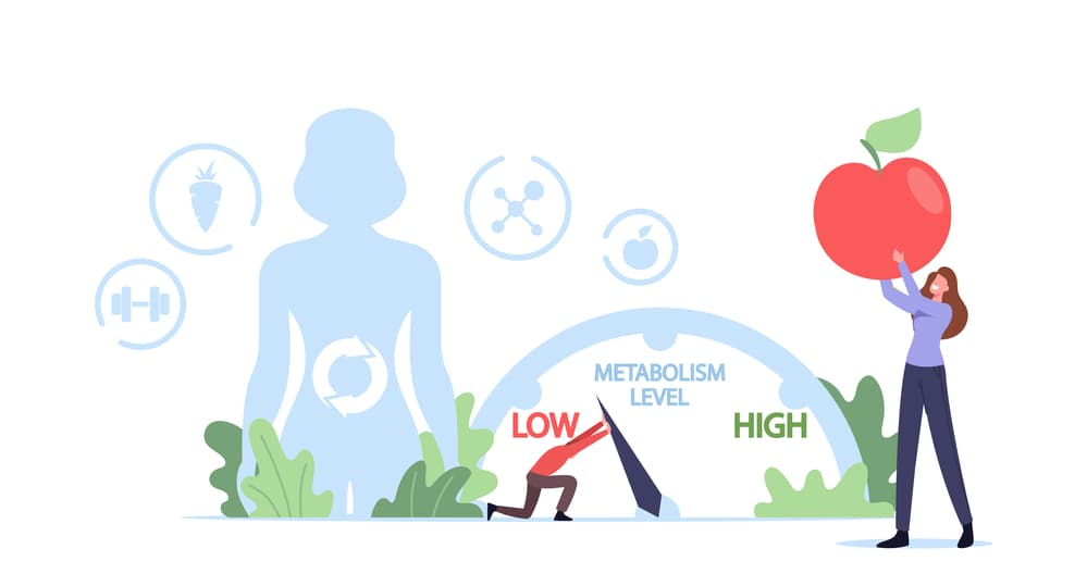 How Metabolism Works